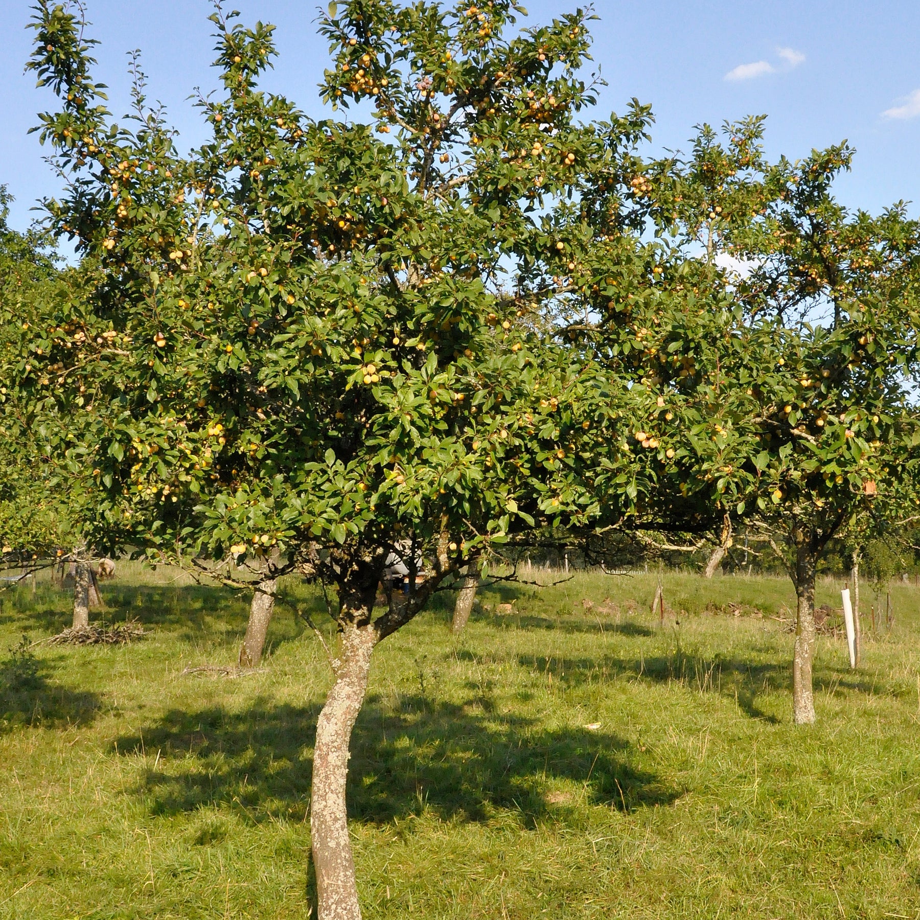 Prunier Mirabelle de Nancy - Prunus domestica mirabelle de nancy