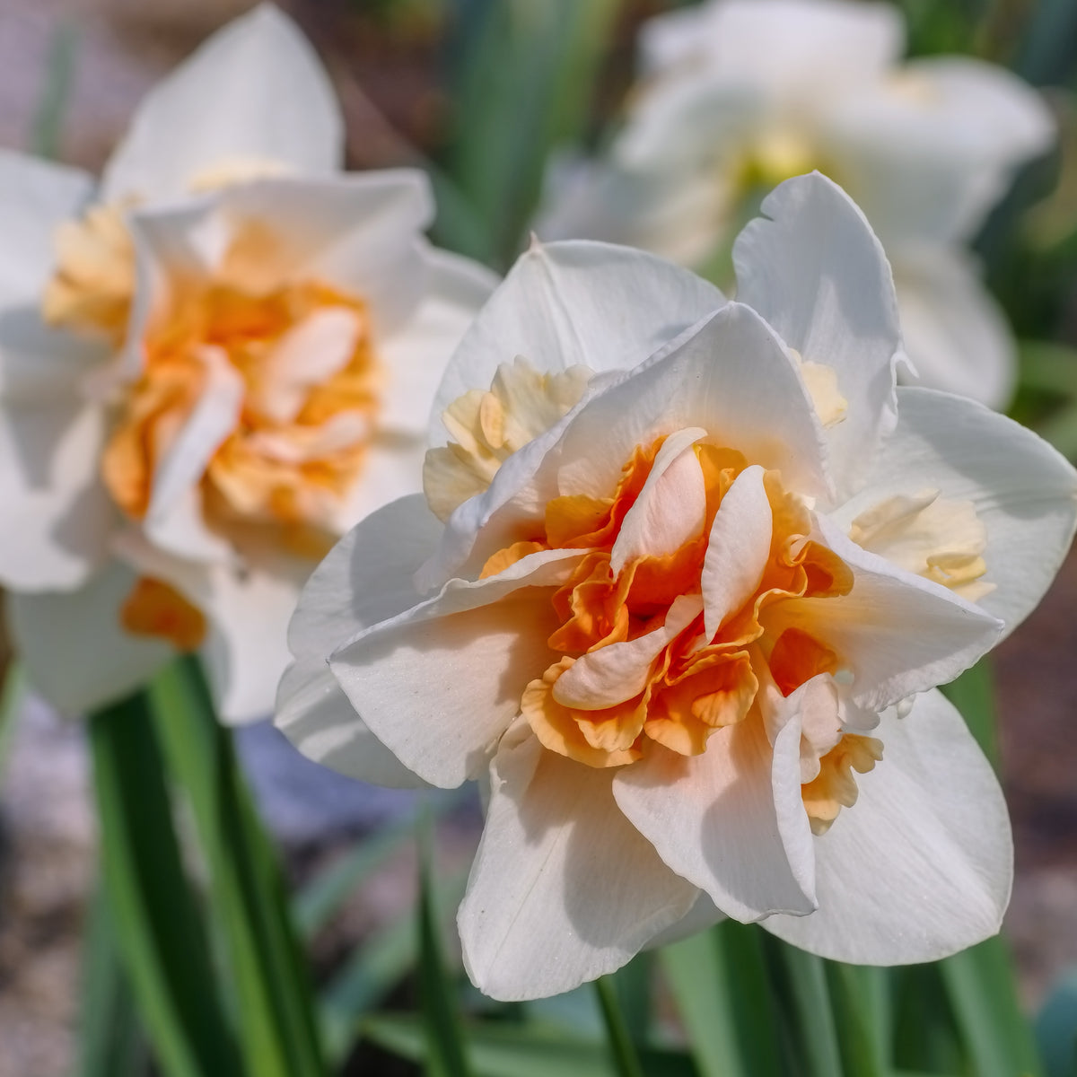 10 Narcisses à fleurs doubles Replete - Narcissus replete - Plantes
