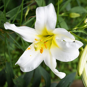 3 Lis royaux blancs - Lilium regale album - Plantes