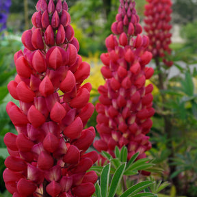 Lupin rouge - Lupinus russell red - Plantes