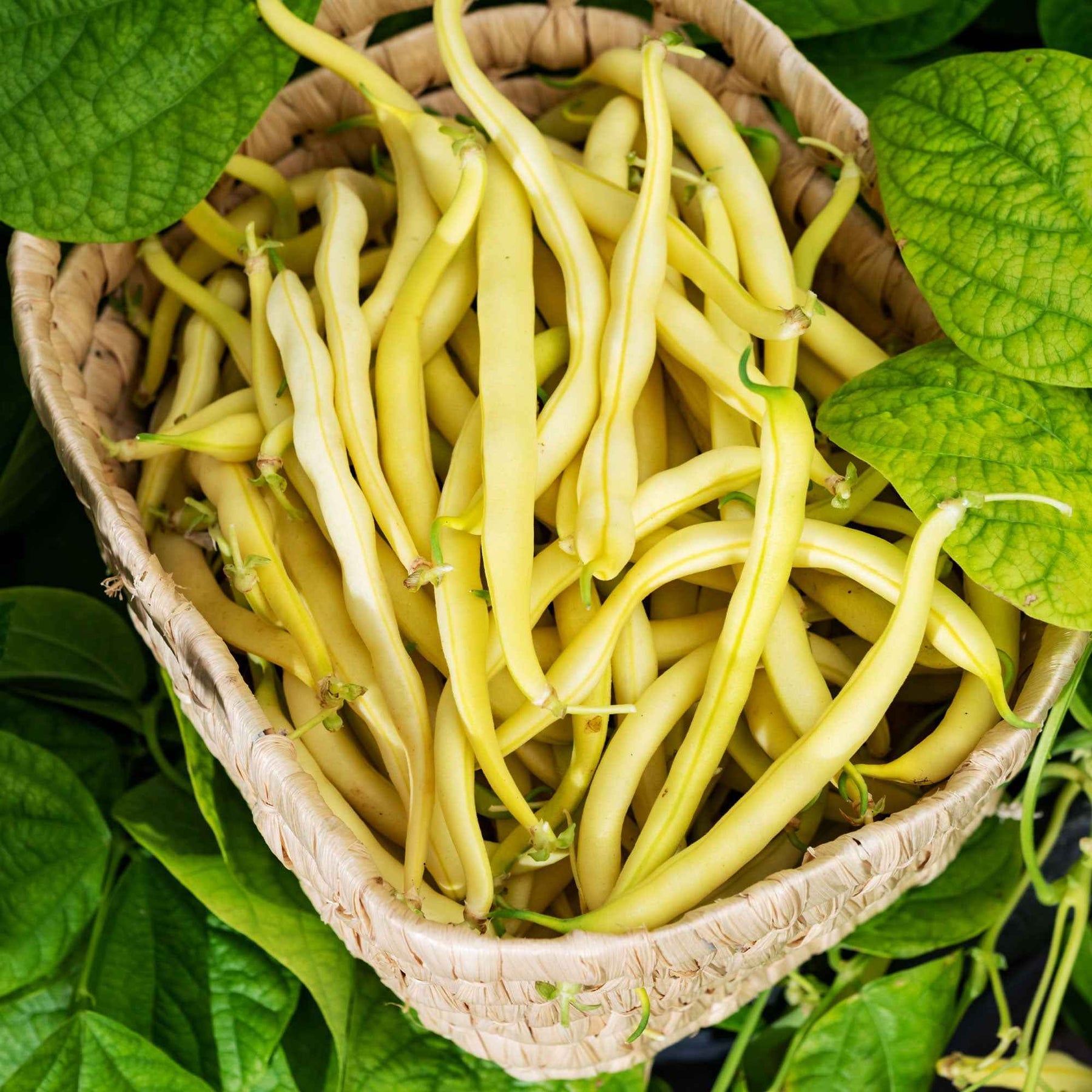 File:Nain jaune crop.jpg - Wikipedia