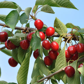 Cerisier Bigarreau Summit - Prunus avium summit - Fruitiers Arbres et arbustes