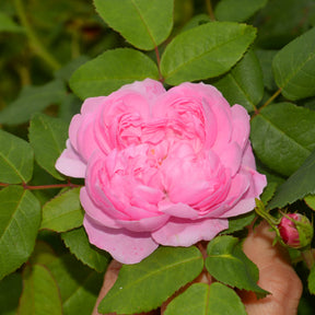 Rosier Comte de Chambord - Rosa comte de chambord - Rosiers arbustifs
