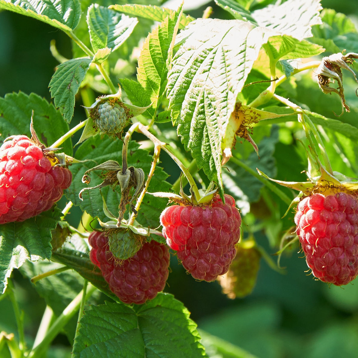 Framboisier Marastar (remontant) - Rubus idaeus marastar ® cov ma29-20 - Fruitiers Arbres et arbustes