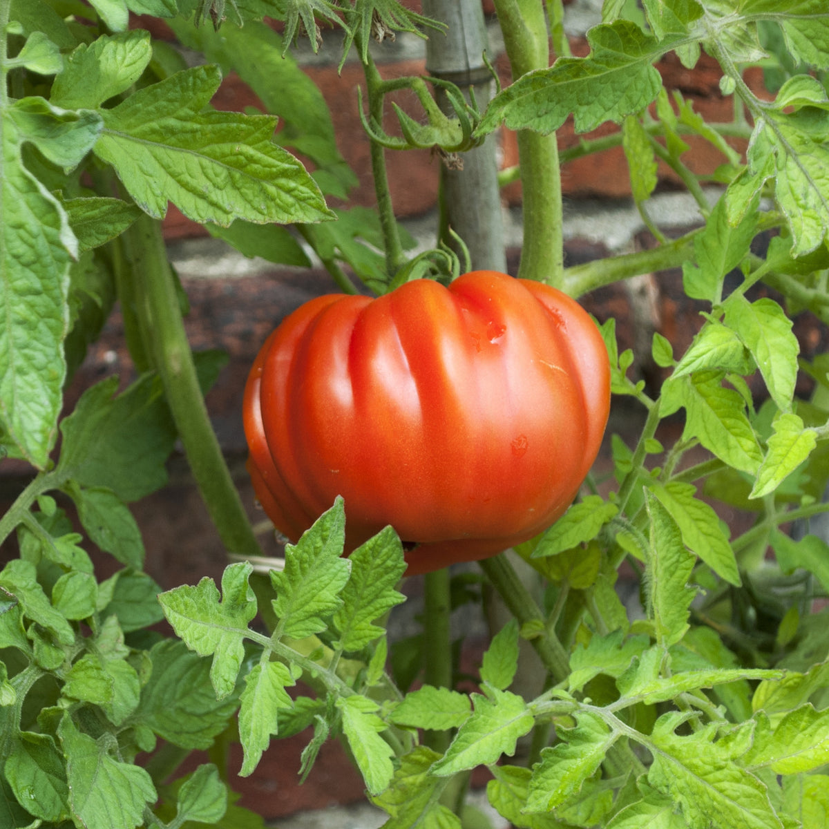 3 Plants de Tomate Coeur de Boeuf - Solanum lycopersicum coeur de boeuf - Potager