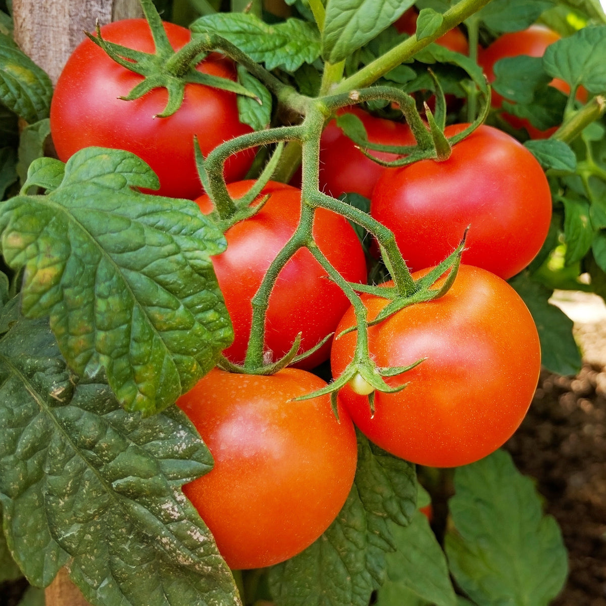 3 Plants de Tomate Grappe Premio F1 - Solanum lycopersicum premio f1 - Potager