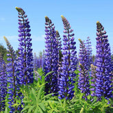 3 Lupins bleus - Willemse