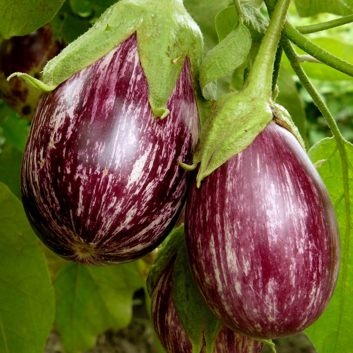 3 Plants d'Aubergine zébrée violette Rania - Solanum melongena rania - Potager