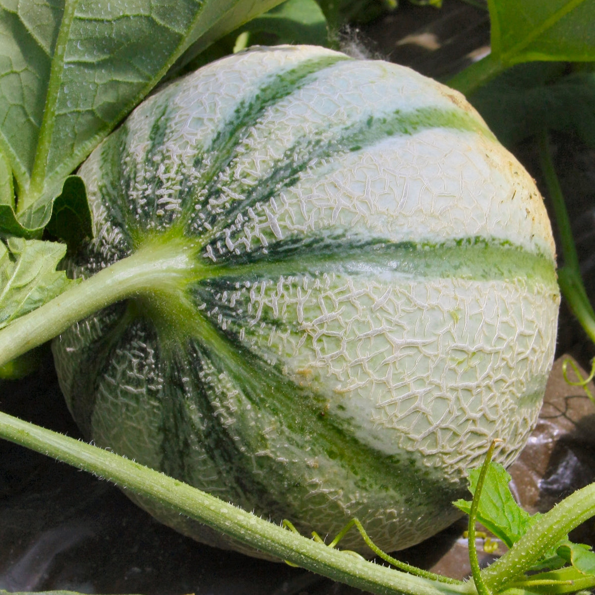 3 Plants de Melon Cezanne F1 - Cucumis melo cezanne f1 - Potager
