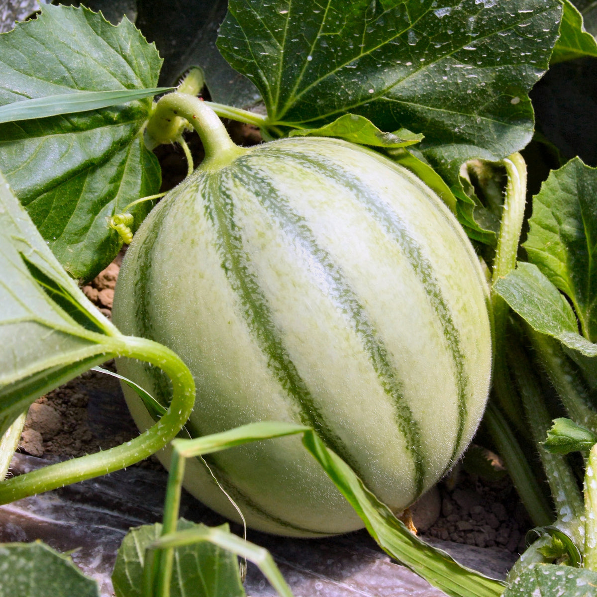 3 Plants de Melon Edgar F1 - Cucumis melo edgar f1 - Potager