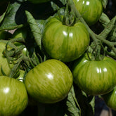 3 Plants de Tomate Green Zebra - Willemse