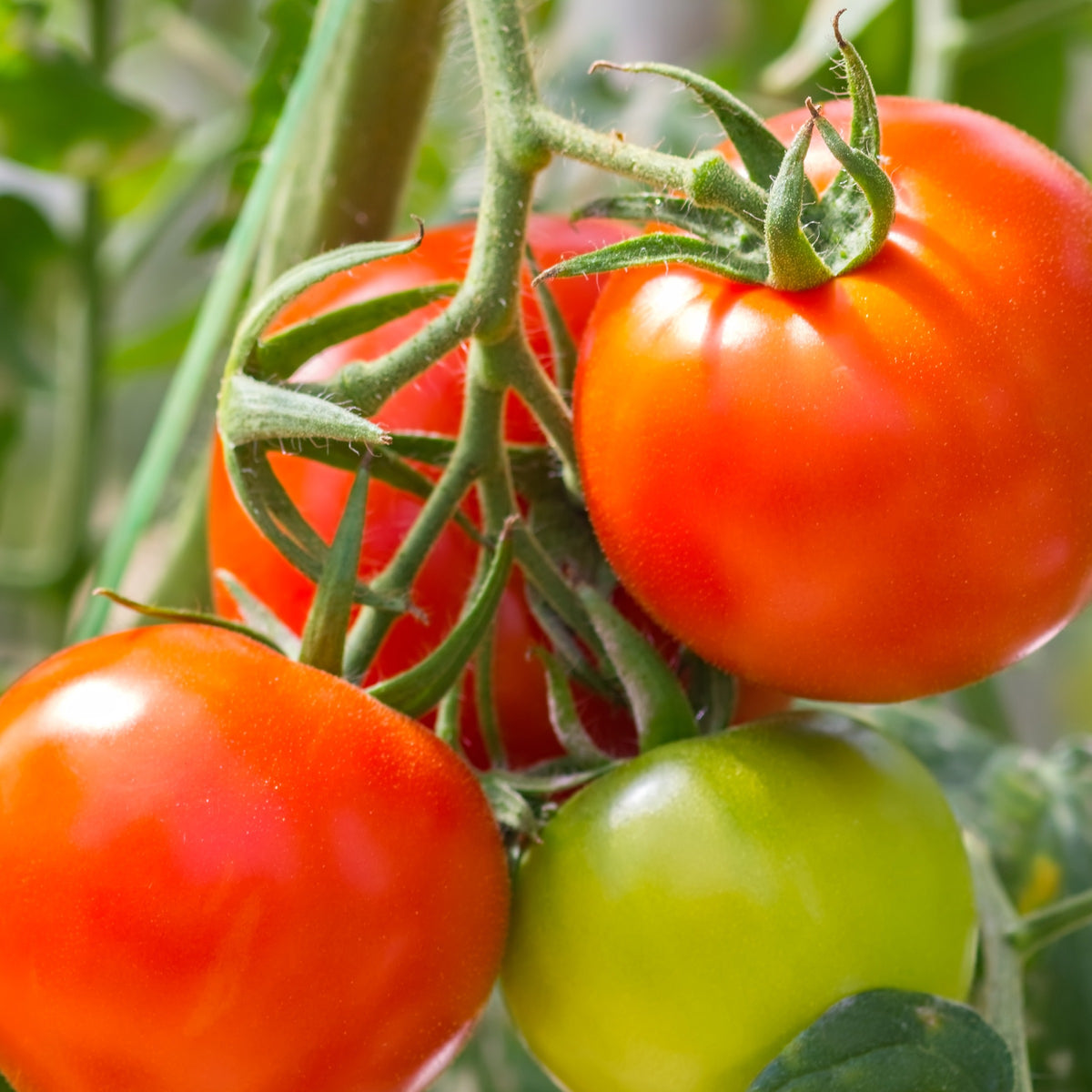 3 Plants de Tomate Montfavet F1 - Solanum lycopersicum montfavet f1 - Potager