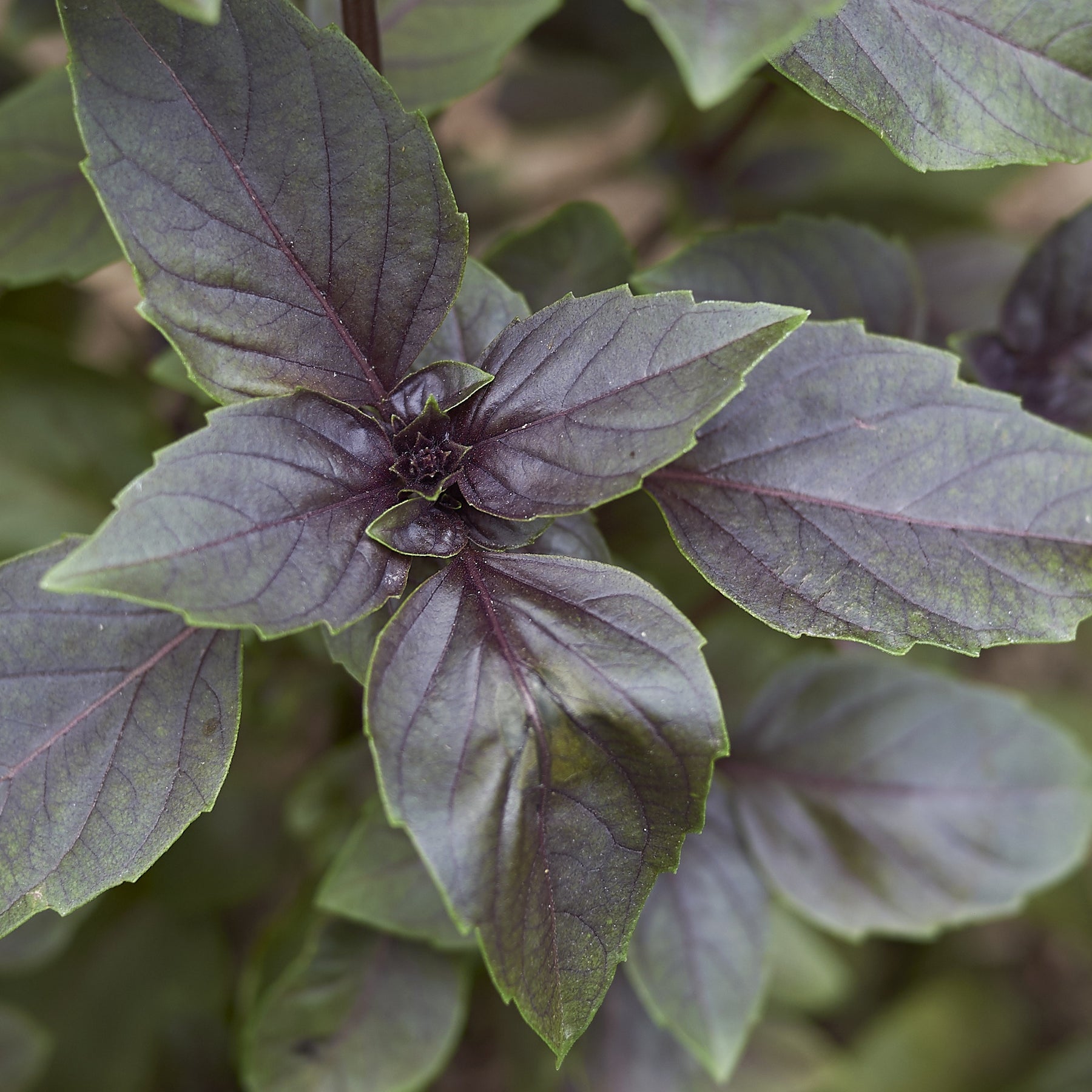 Plant de Basilic pourpre - Ocimum basilicum purpurascens - Potager