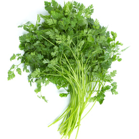 Plant de Cerfeuil - Willemse