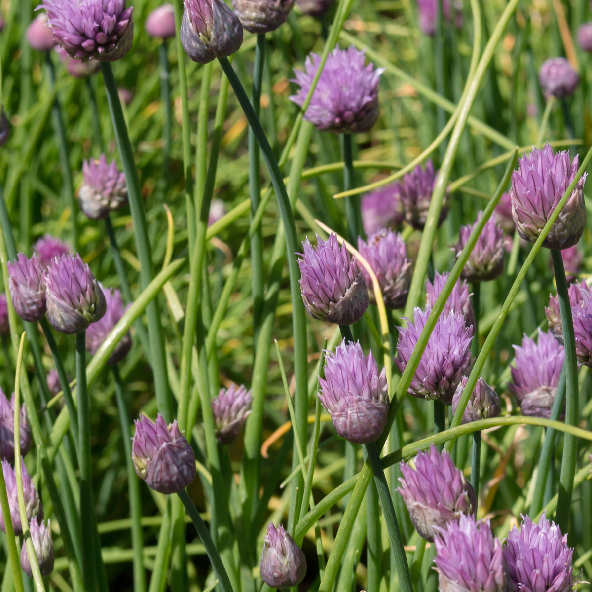 Plant de Ciboulette - Allium schoenoprasum - Plants d'aromatiques