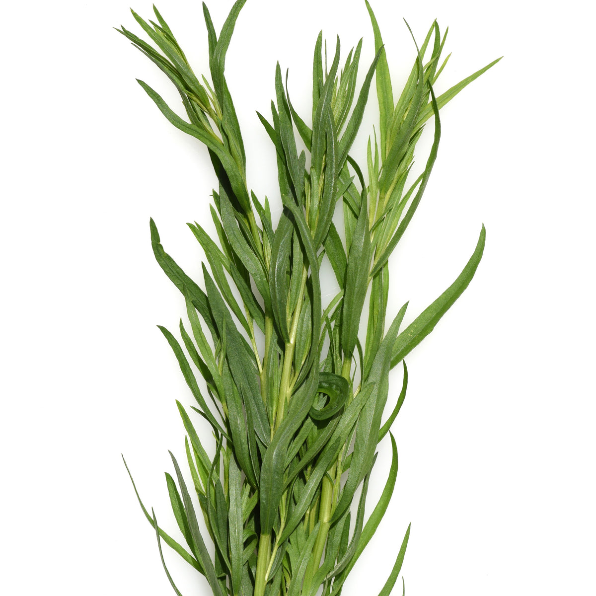 Plant d'Estragon - Artemisia dracunculus - Potager