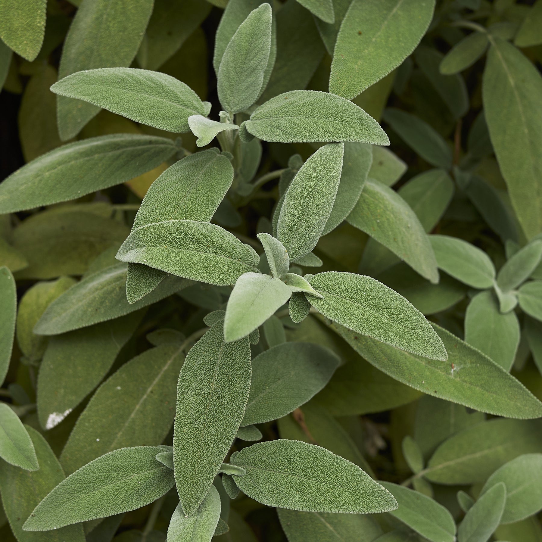 Plant de Sauge officinale - Salvia officinalis - Potager