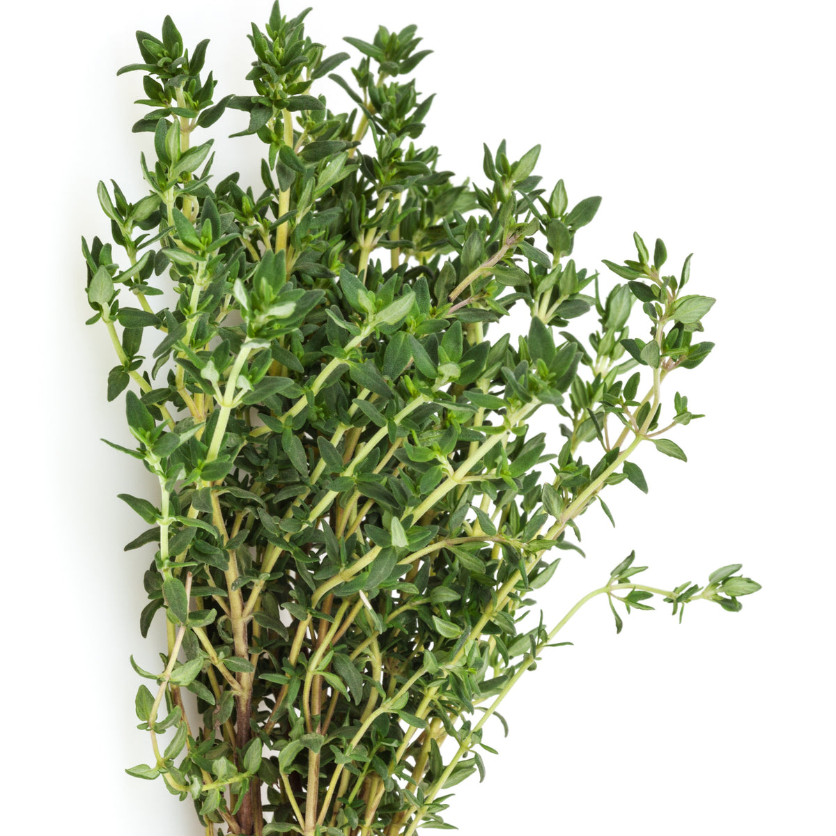 Plant de Thym commun - Thymus vulgaris - Potager