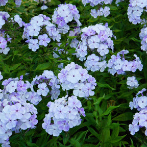 3 Phlox rouge, bleu, blanc en mélange - Phlox paniculata - Willemse