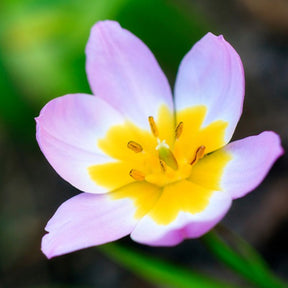 10 Tulipes botaniques Lilac Wonder - Tulipa lilac wonder - Bulbes à fleurs