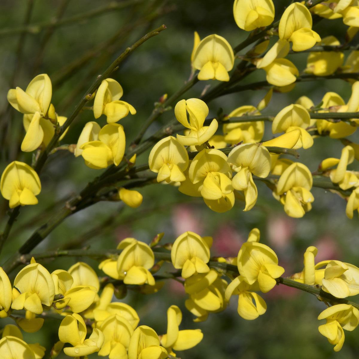 Genêt jaune - Cytisus praecox allgold - Arbustes