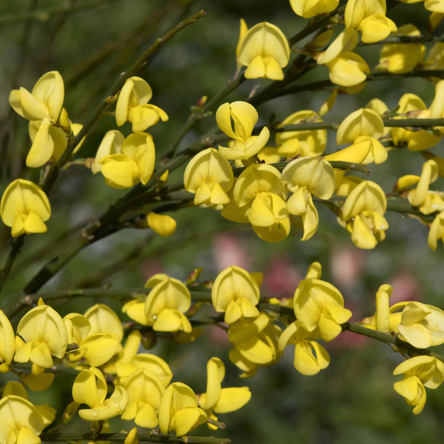 Haie de Genêts blanc, rouge, jaune - Cytisus praecox allgold, albus ...