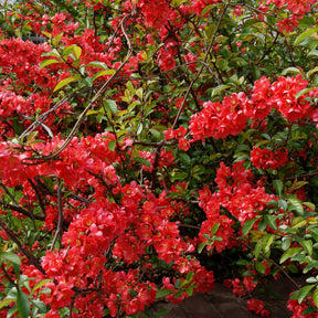 Cognassier du Japon - Chaenomeles japonica - Arbustes