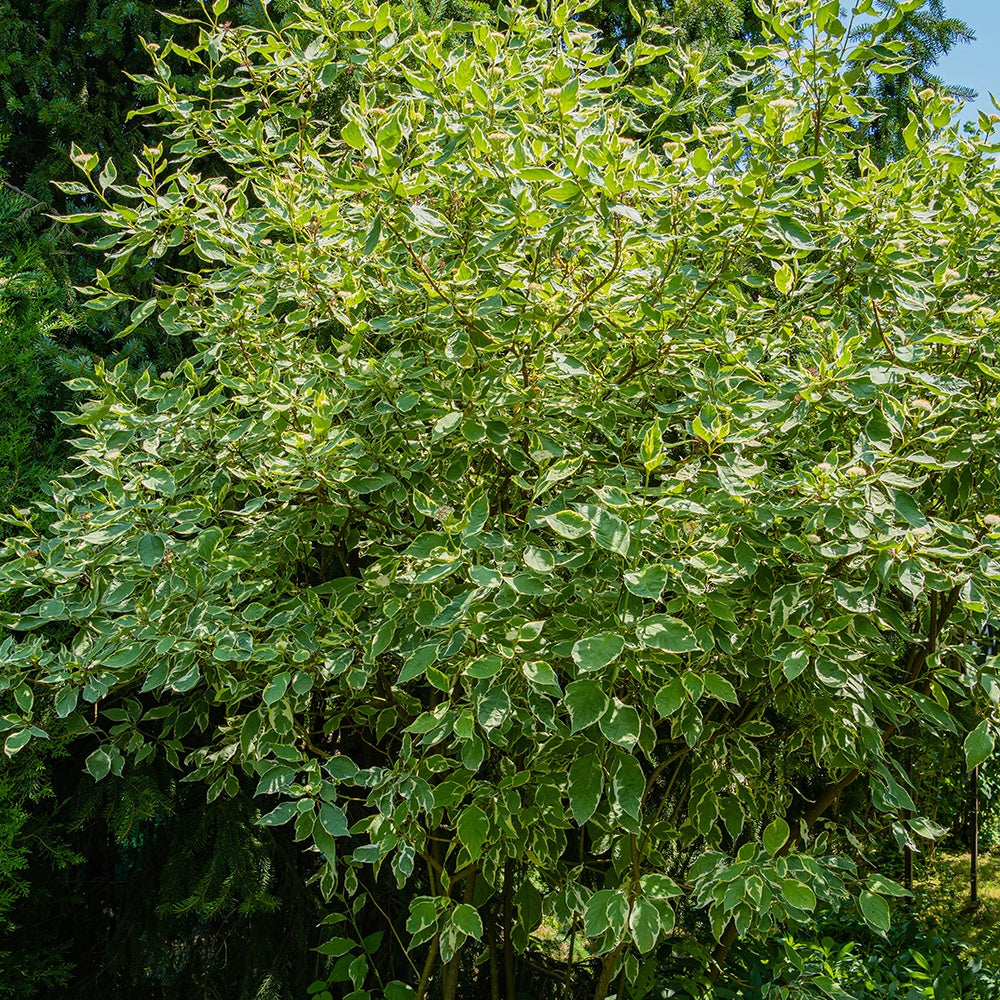 Cornouiller blanc Elegantissima - Cornus alba elegantissima - Arbustes