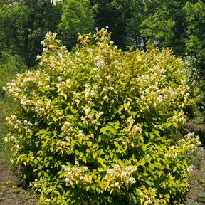 Seringat doré - Philadelphus - Willemse