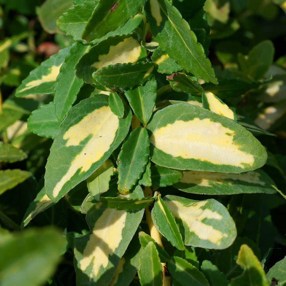 Fusain persistant Sunspot - Euonymus fortunei sunspot - Plantes