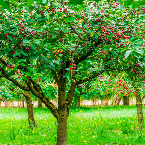 Cerisier Bigarreau Hatif Burlat - Prunus avium bigarreau hatif burlat - Fruitiers Arbres et arbustes