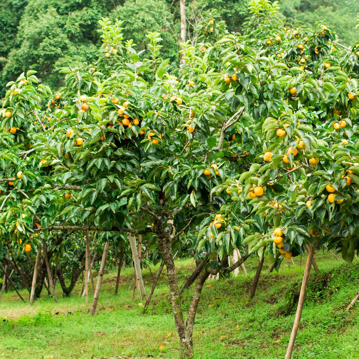 Kaki Tipo - Kaki diospyros tipo - Fruitiers Arbres et arbustes