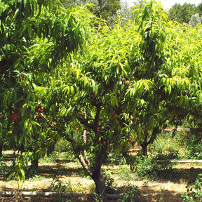 Pêcher Red Haven - Prunus persica red haven - Fruitiers Arbres et arbustes