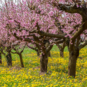Prunus persica red haven - Pêcher Red Haven - Pêcher