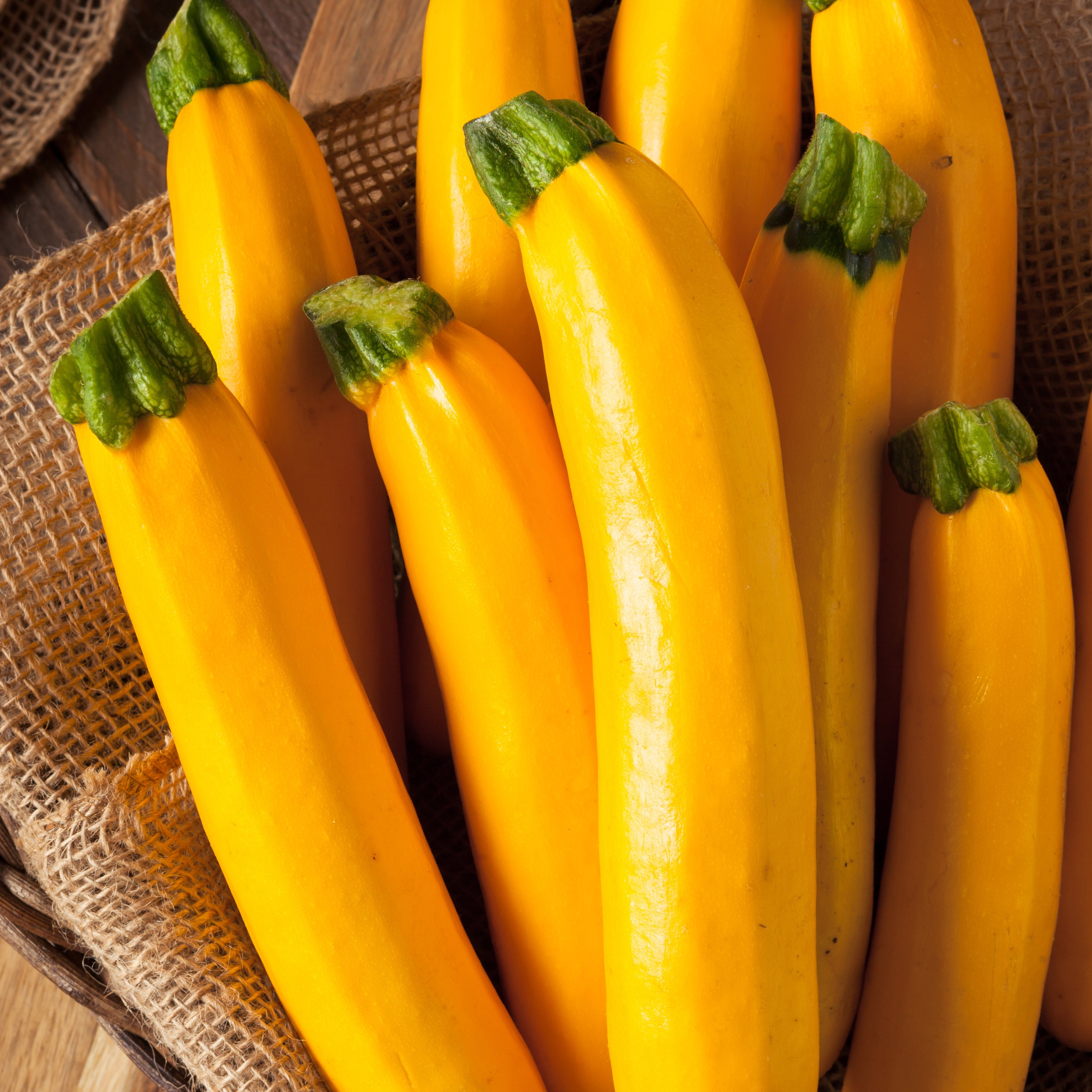 Courgette Lingodor F1 - Willemse