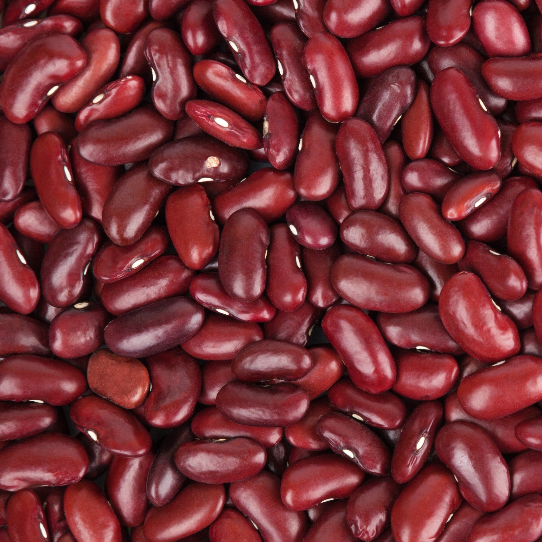 Graines Haricot Rouge Phaseolus Vulgaris graines-haricot-rouge-phaseolus-vulgaris