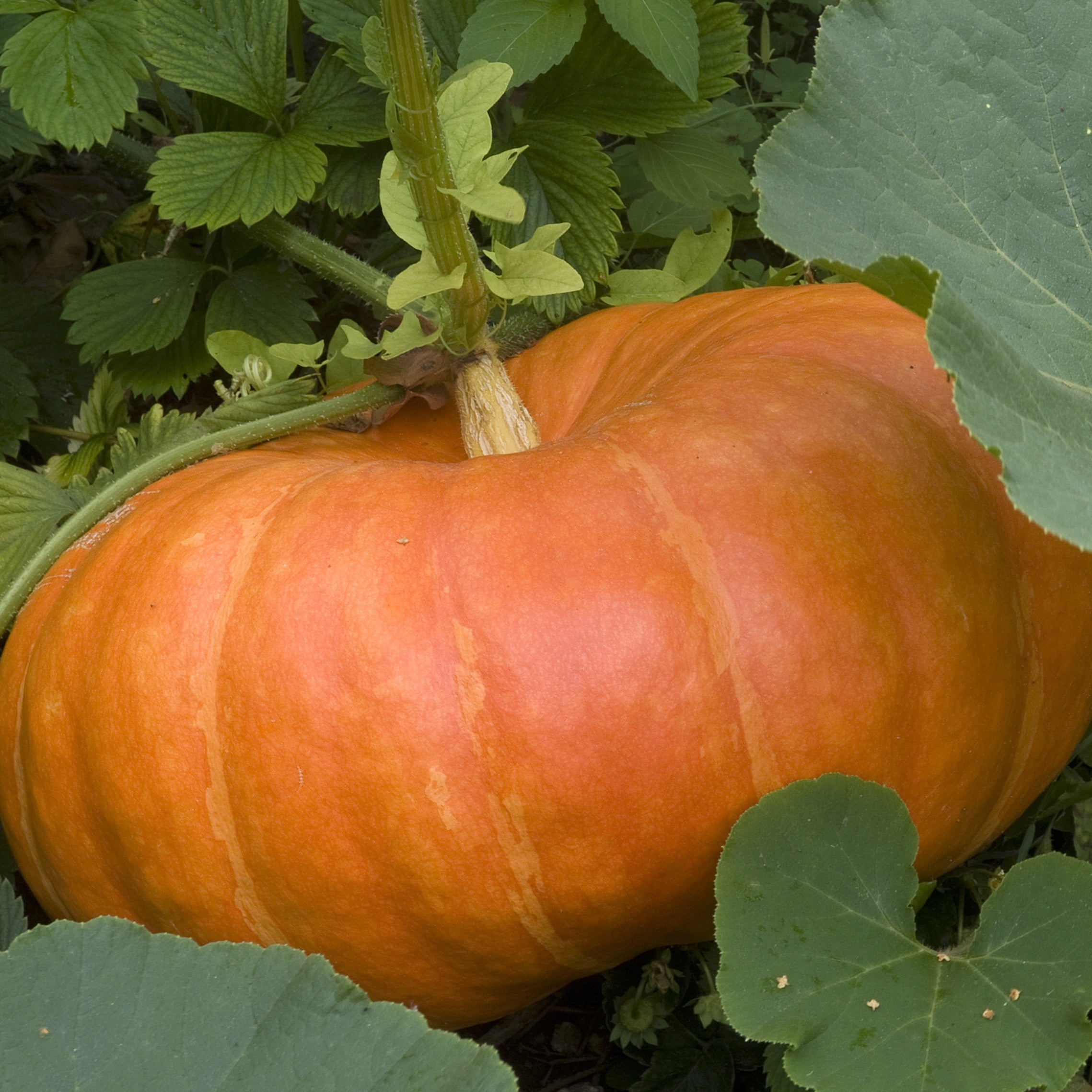 3 Plants de Potiron Rouge Vif d'Etampes - Cucurbita maxima