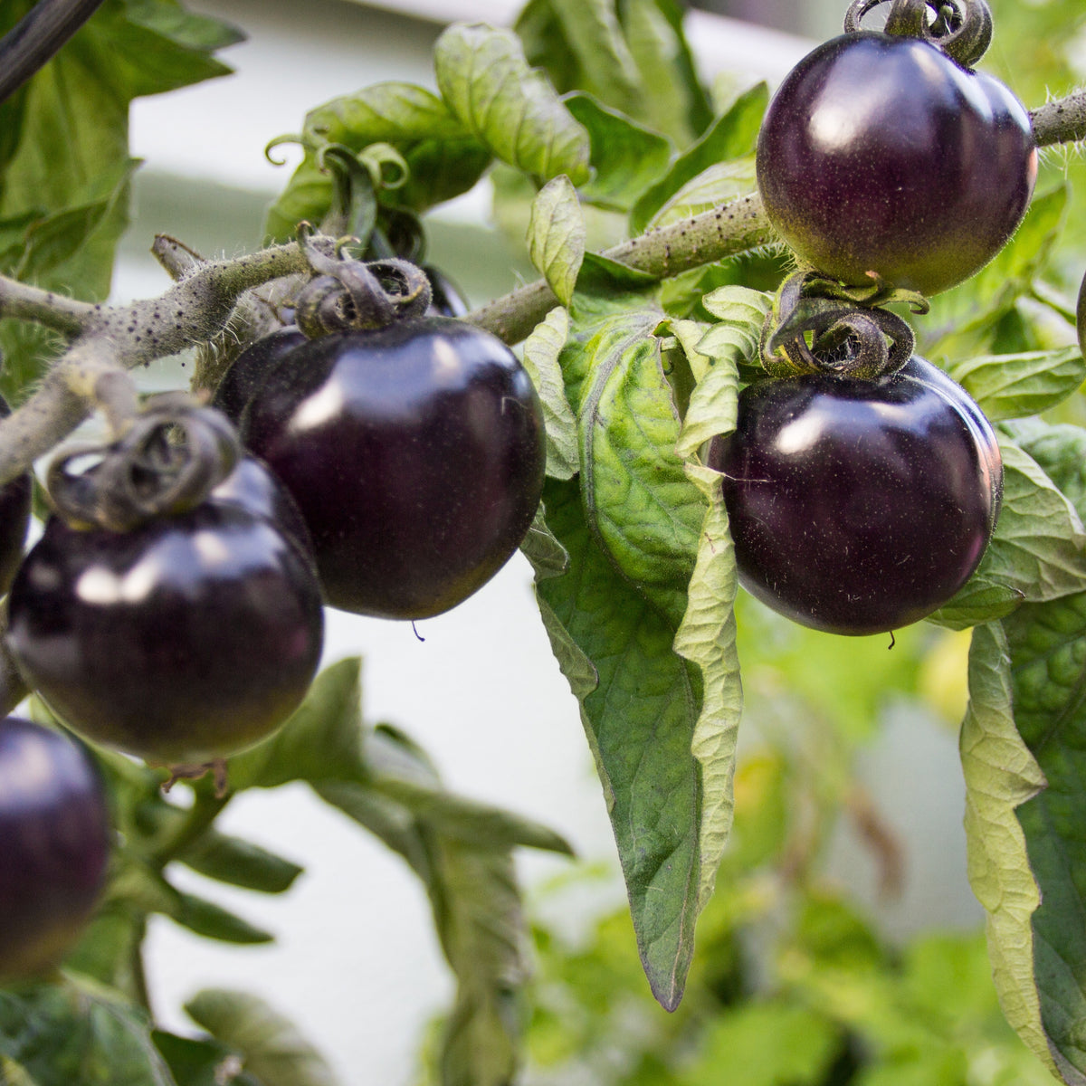 Tomate cerise Tartufo - Solanum lycopersicon tartufo - Potager