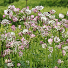 Grande astrance Buckland - Astrantia major buckland - Fleurs vivaces