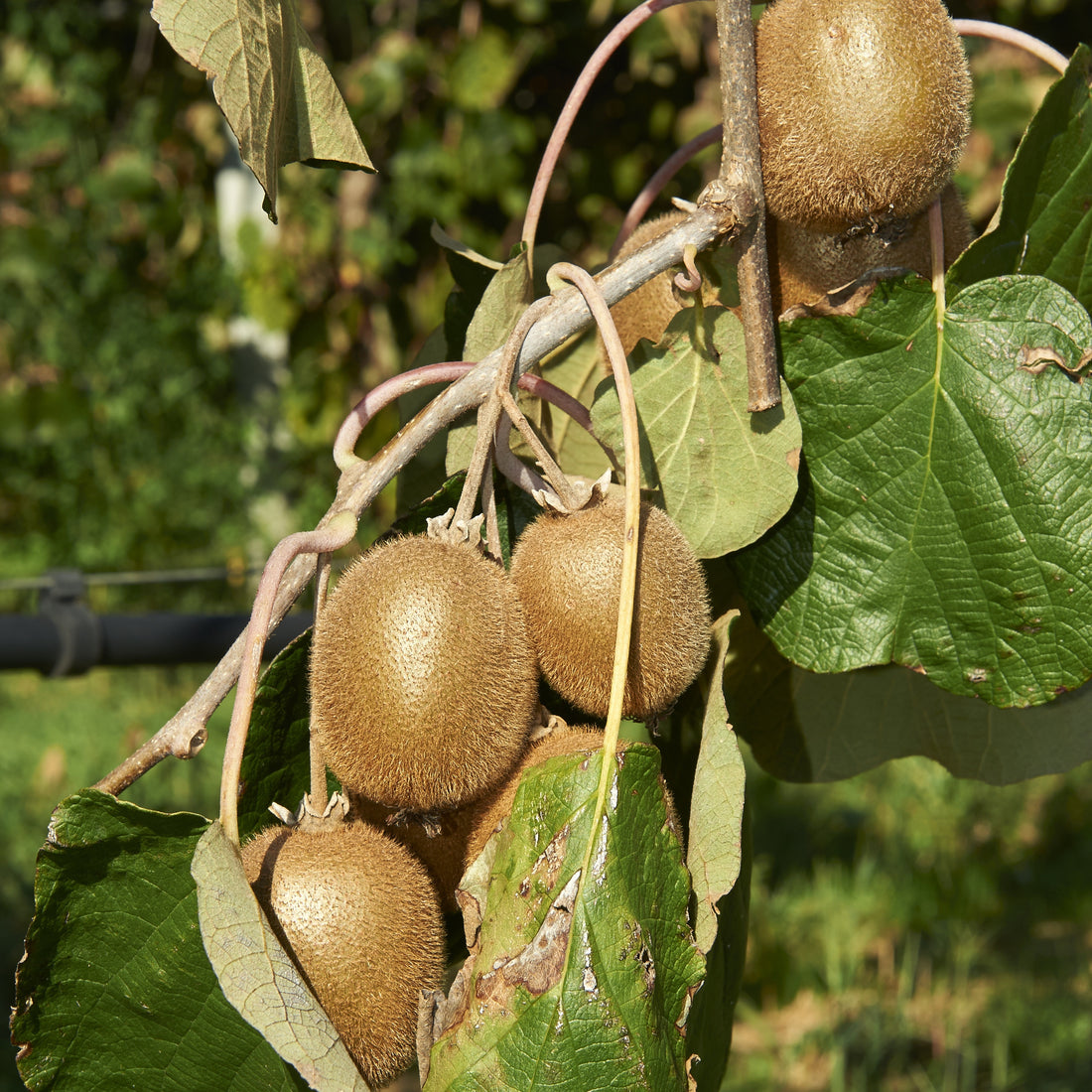 Kiwi Actinidia deliciosa Achat, Vente en ligne Willemse
