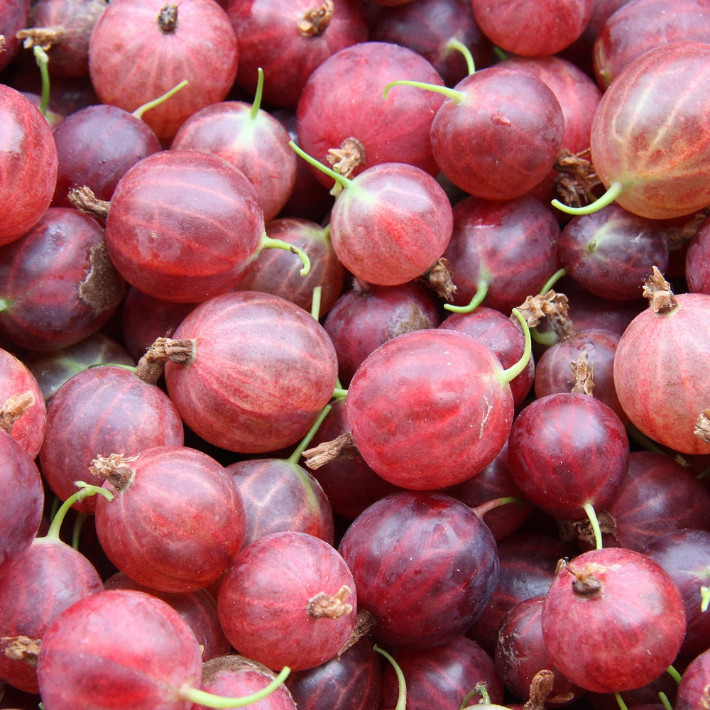 Groseillier à maquereau Hinnonmäki Rouge - Ribes uva-crispa 'hinnonmäki röd' - Plantes