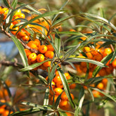 Argousier Fried Orange - Hippophae rhamnoides fried orange - Plantes