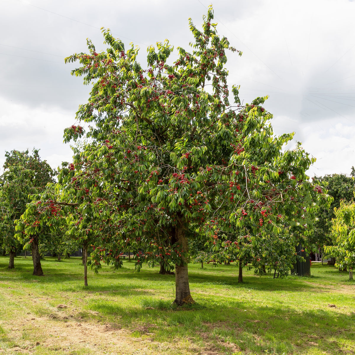 Cerisier Bigareau Moreau - Prunus avium 'morreau' - Fruitiers Arbres et arbustes