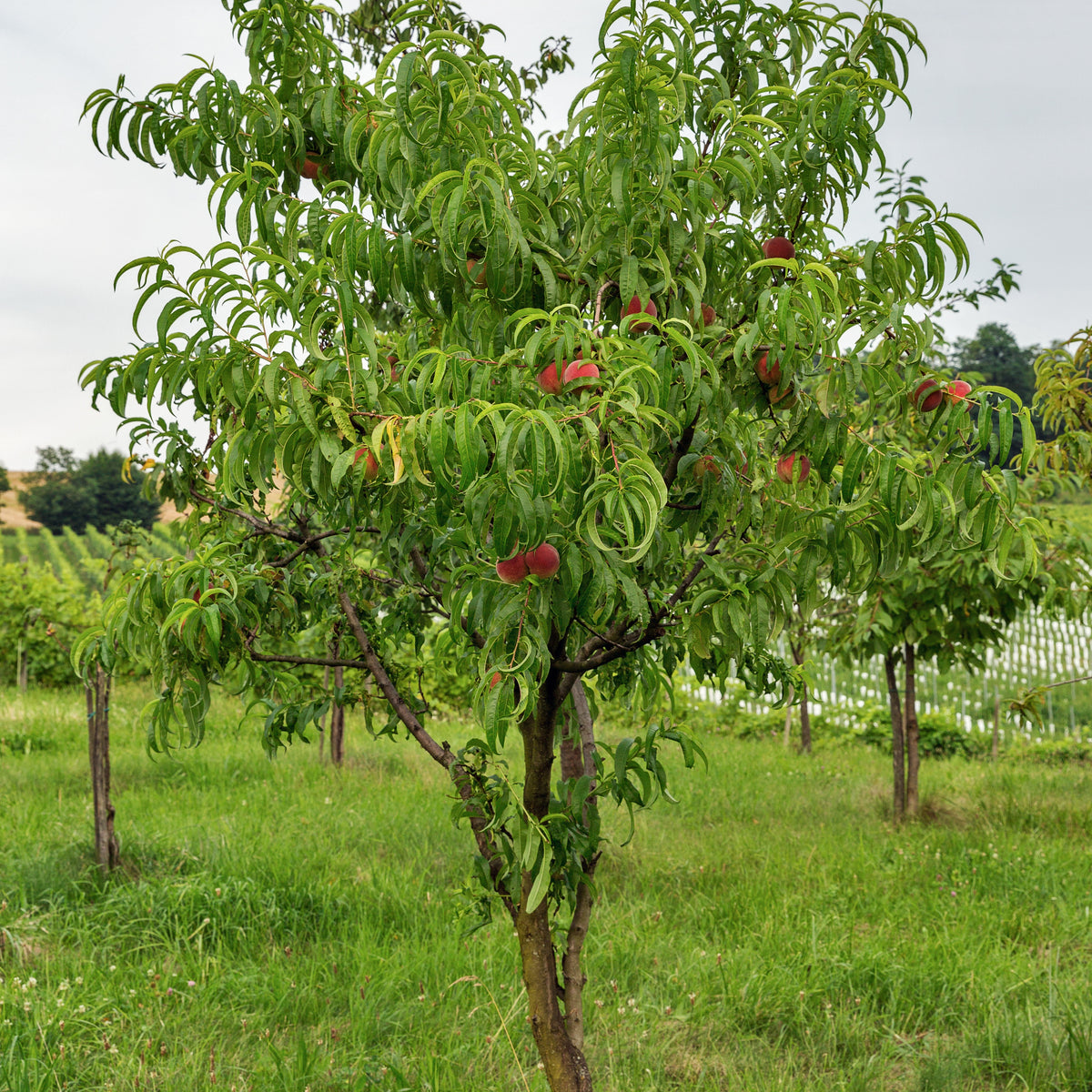 Nectarine Big Top - Prunus persica 'big top' - Fruitiers Arbres et arbustes