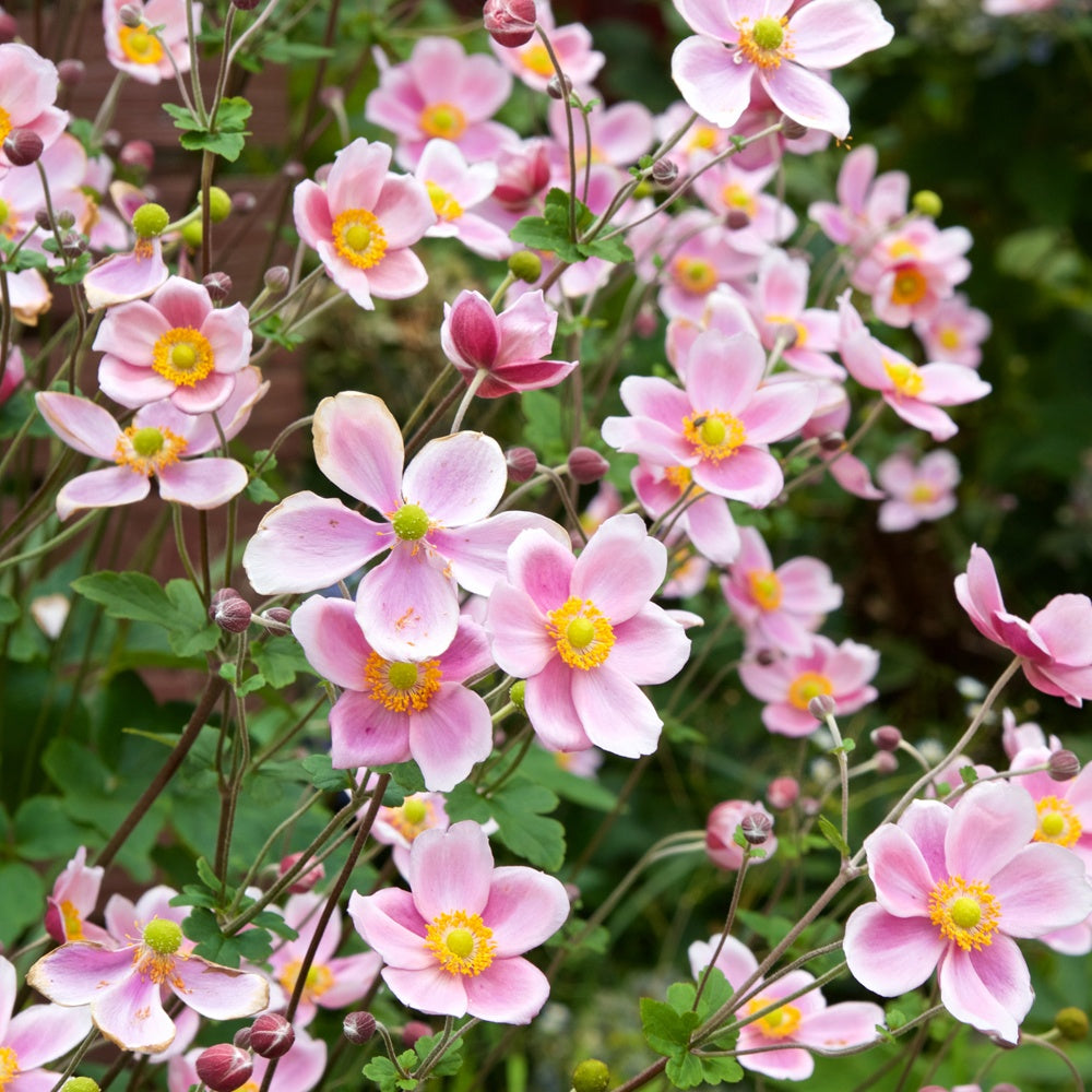 Anémone du Japon Serenade - Anemone x hybrida Serenade - Plantes