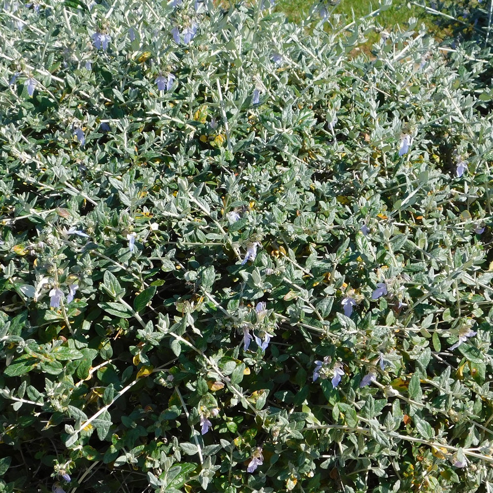 Germandrée arbustive Azureum - Teucrium fruticans 'azureum' - Plantes vivaces