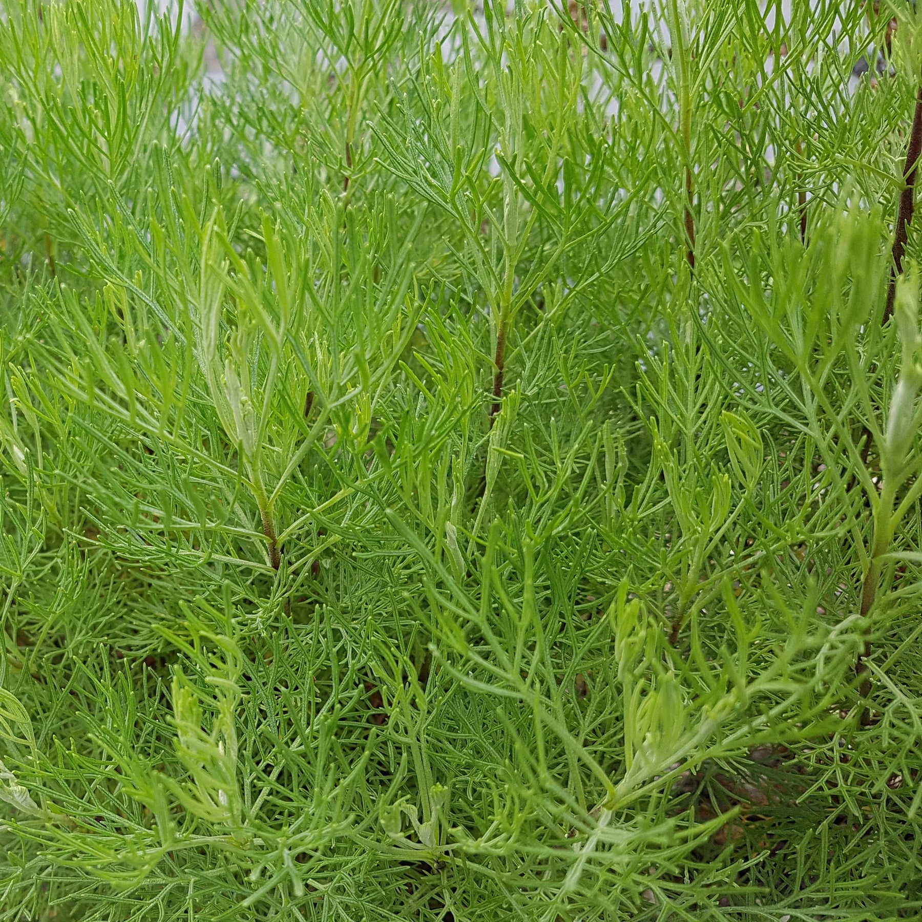 3 Plantes cola - Artemisia abrotanum 'maritima' - Plantes