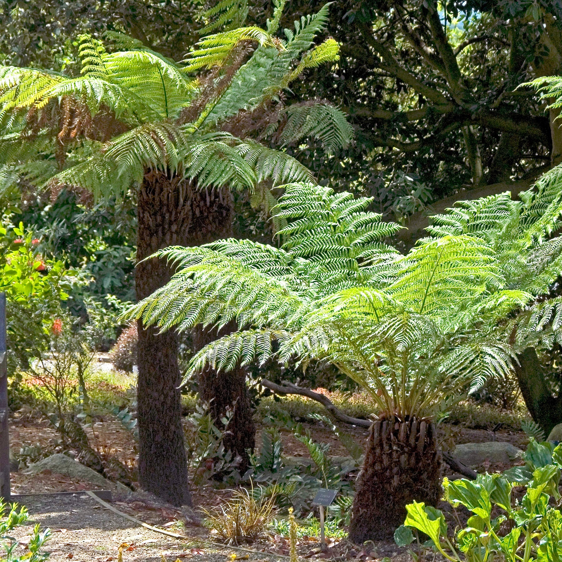 Dicksonia antarctica - Fougère arborescente de Tasmanie - Fougères