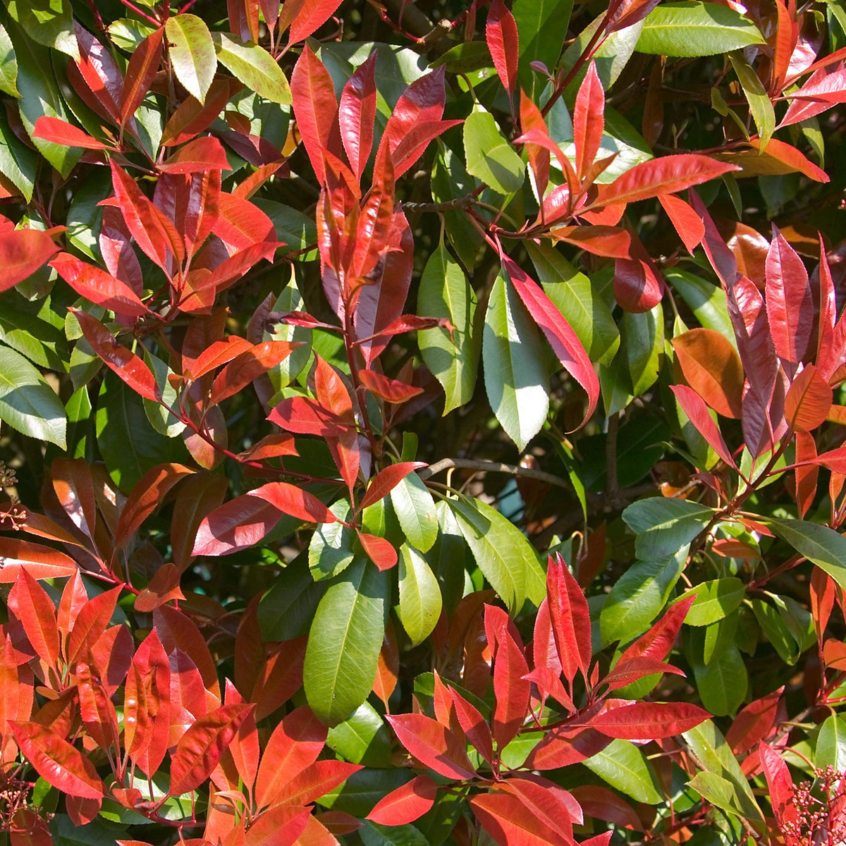 Photinia fraseri Carré rouge - Photinia x fraseri 'carré rouge' - Plantes
