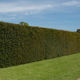 If commun - Taxus baccata - Plantes